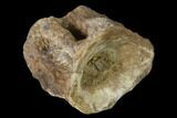 Fossil Xiphactinus (Cretaceous Fish) Vertebra - Kansas #139305-1